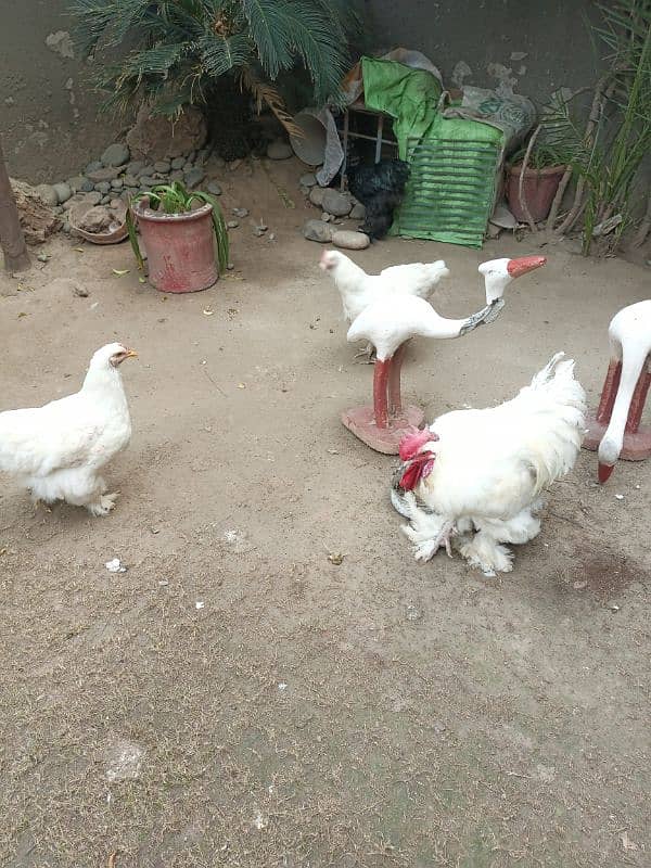 white buff/golden buff/black buff eggs/chicks for sale 0