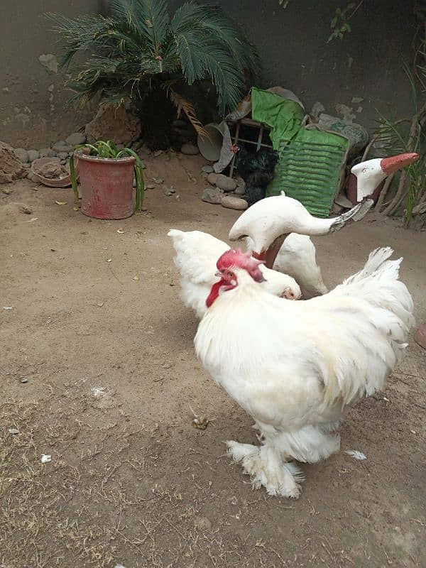 white buff/golden buff/black buff eggs/chicks for sale 1