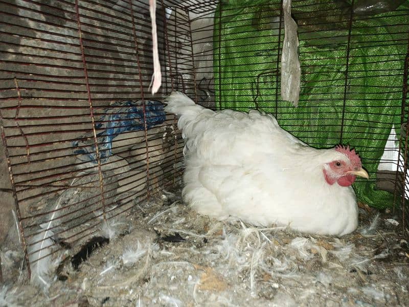 white buff/golden buff/black buff eggs/chicks for sale 4