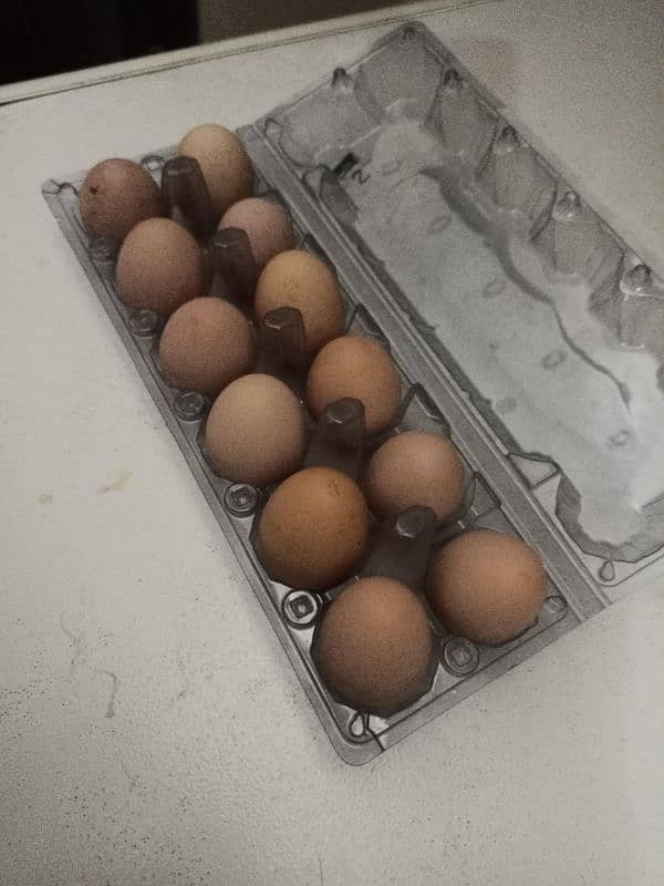 white buff/golden buff/black buff eggs/chicks for sale 5