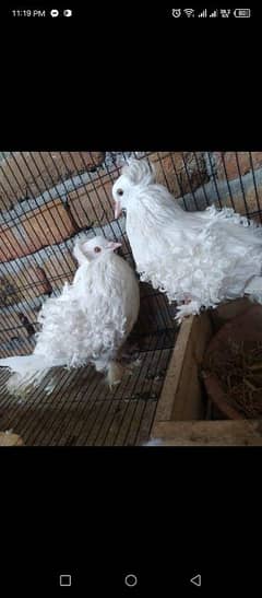 back frill pure white American beauty breeder pair for sale