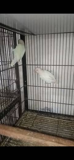 lovebirds albino black eyes and pastel