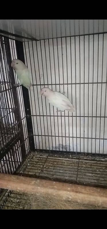 lovebirds albino black eyes and pastel 1