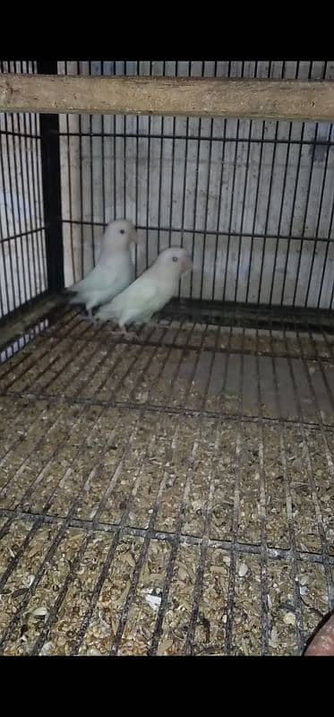 lovebirds albino black eyes and pastel 2