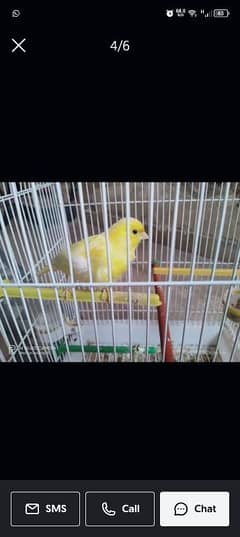 canary pure