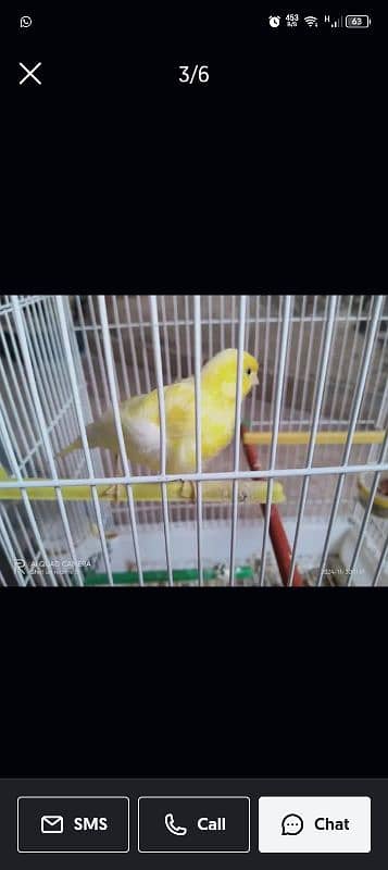 canary pure 1