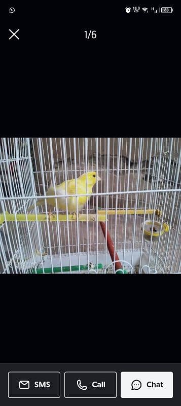 canary pure 2