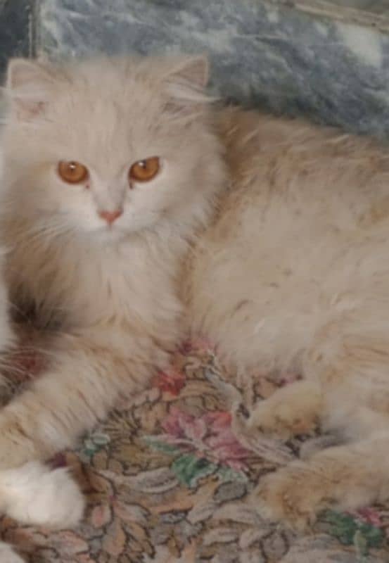 7 Month persian full triple courted male 1