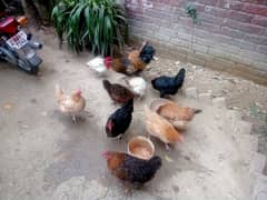 Desi Eggs Laying Hens For Sale (Rate Final)