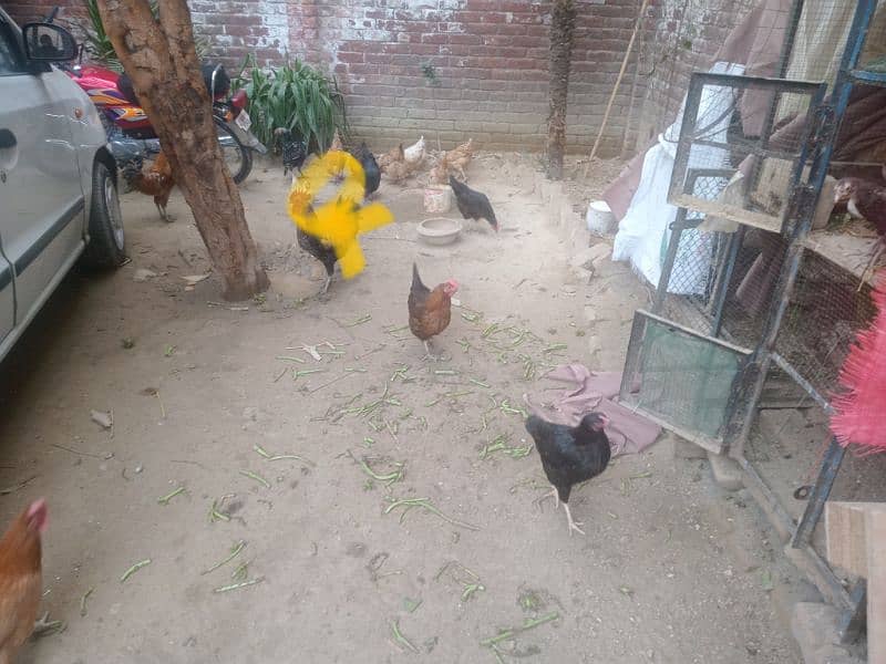 Desi Eggs Laying Hens For Sale (Rate Final) 1