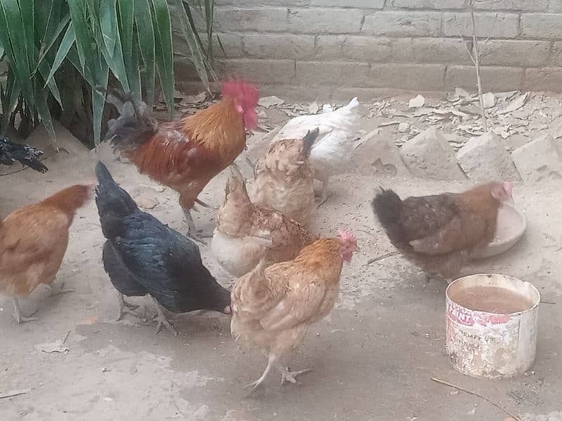 Desi Eggs Laying Hens For Sale (Rate Final) 2