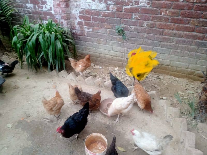 Desi Eggs Laying Hens For Sale (Rate Final) 3