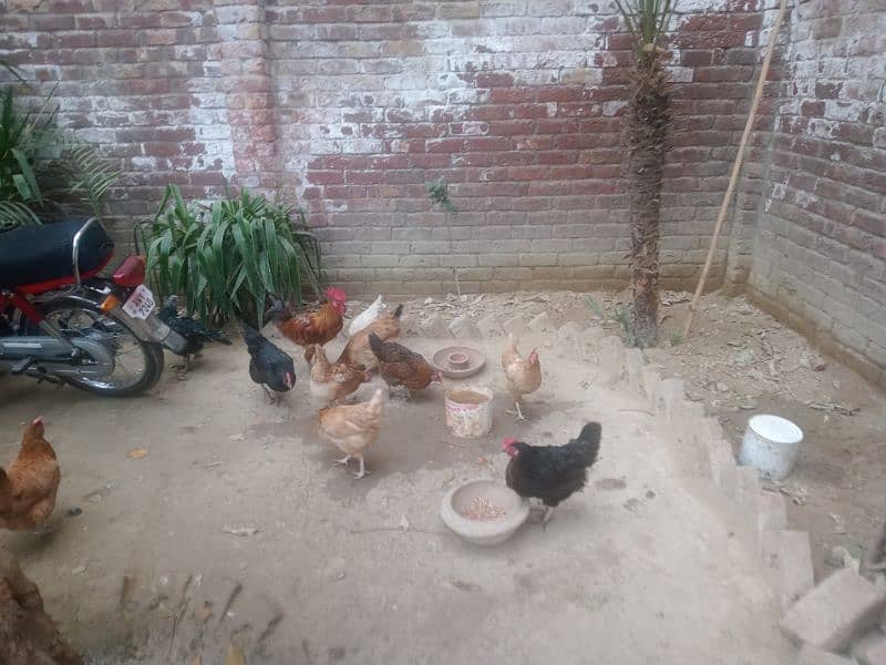 Desi Eggs Laying Hens For Sale (Rate Final) 4