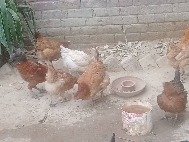 Desi Eggs Laying Hens For Sale (Rate Final) 5