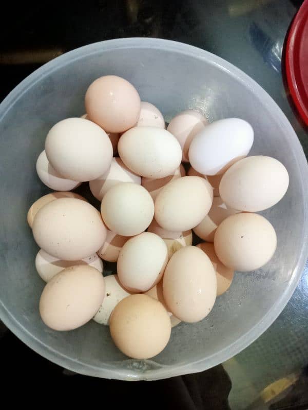 Desi Eggs Laying Hens For Sale (Rate Final) 10