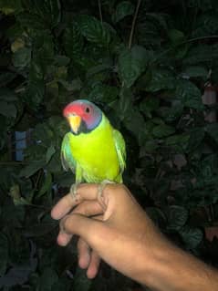 indian plum head parakeet/ parrot/ green ring neck / 0336/2200/678.