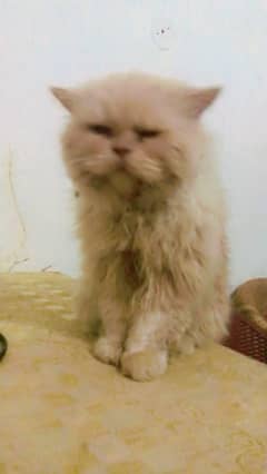 persian male cat  treeple coat