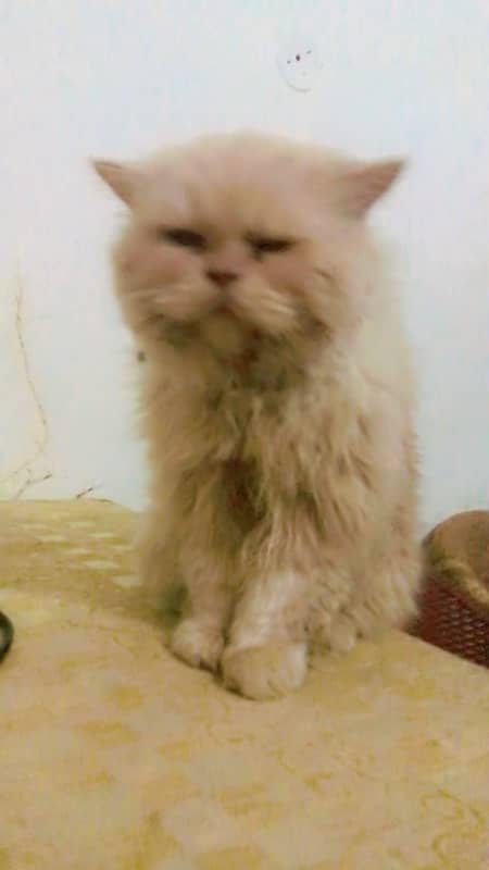 persian male cat  treeple coat 0