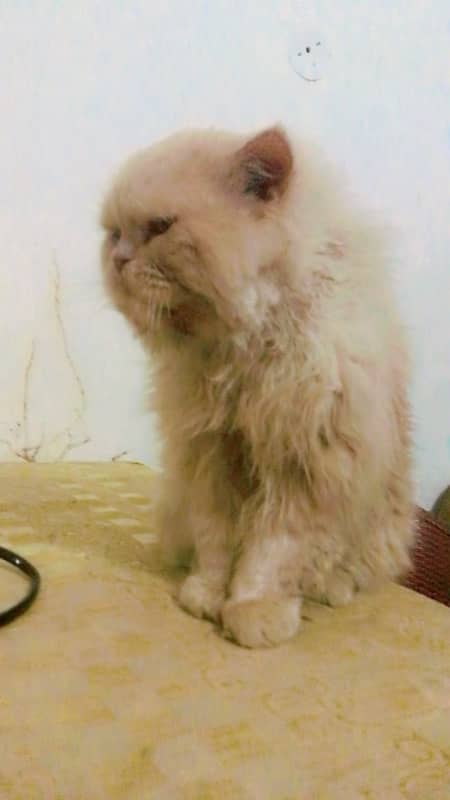 persian male cat  treeple coat 1