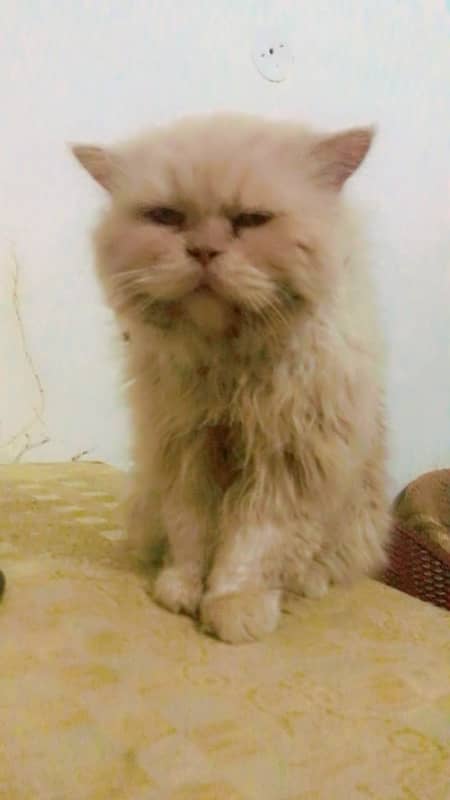 persian male cat  treeple coat 2