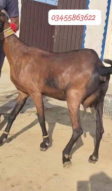 Nagri Goat For Sale 1