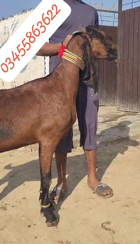 Nagri Goat For Sale 2