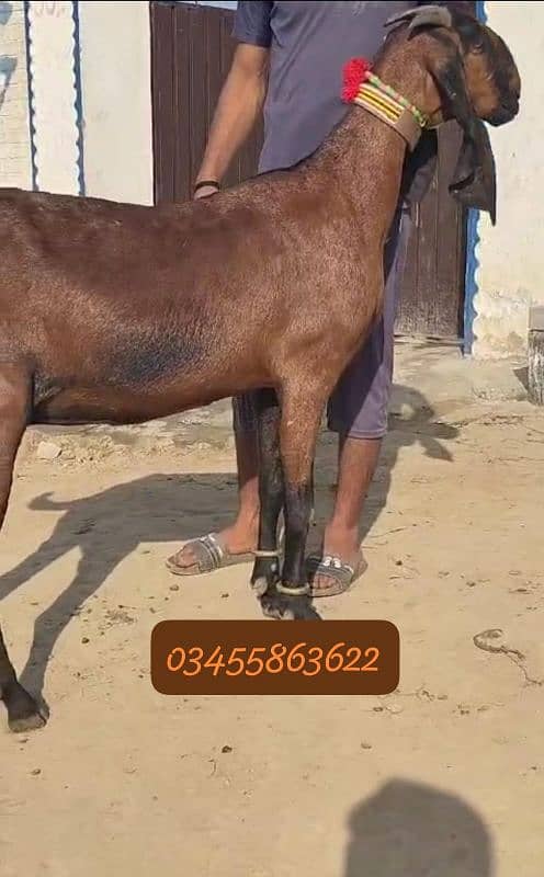 Nagri Goat For Sale 5