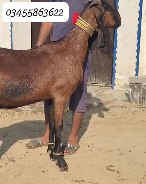 Nagri Goat For Sale 7