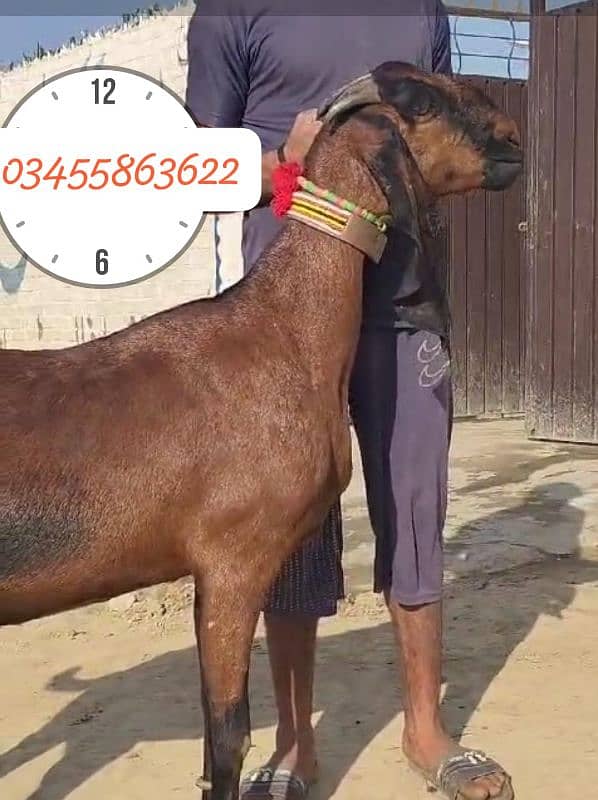 Nagri Goat For Sale 8