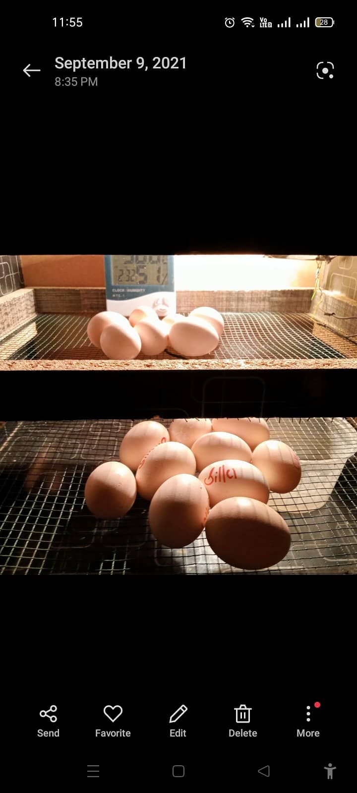 Eggs Incubator 1