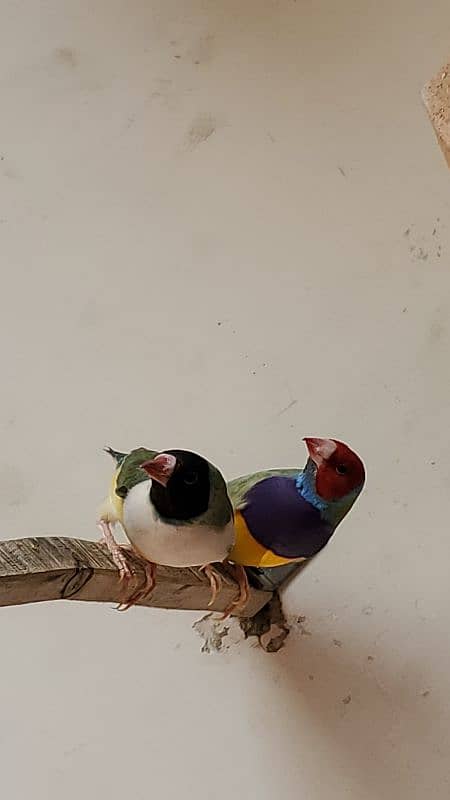 Lady Gouldian Breeder Setup 3