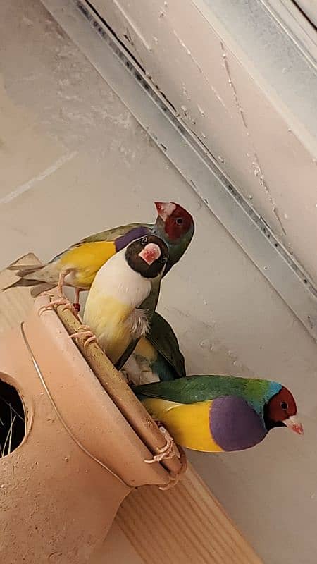 Lady Gouldian Breeder Setup 4