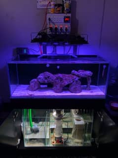 Saltwater Aquarium full Setup