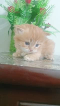 Persian kittens for sale