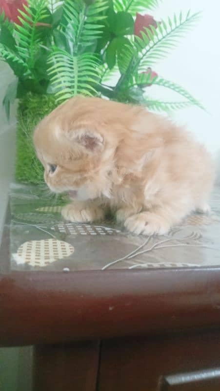 Persian kittens for sale 2