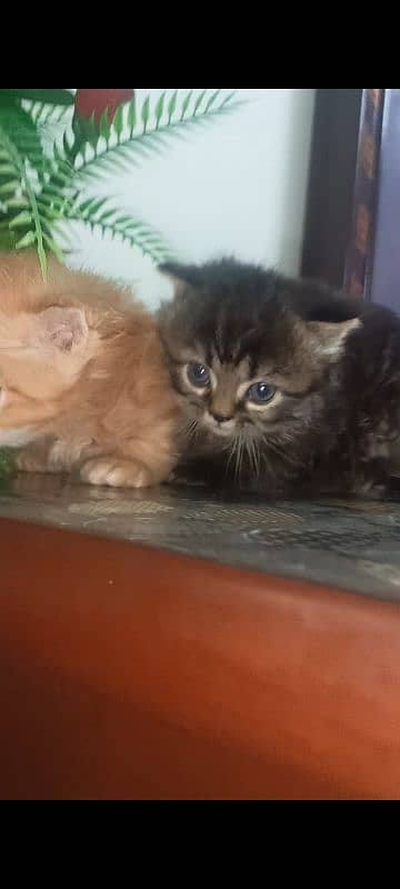 Persian kittens for sale 3