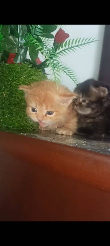 Persian kittens for sale 4