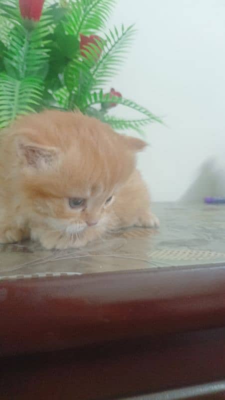 Persian kittens for sale 5