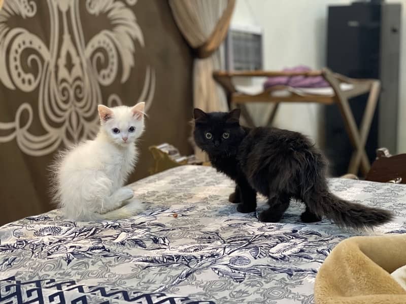 Persian Triple coated kitten cat 0