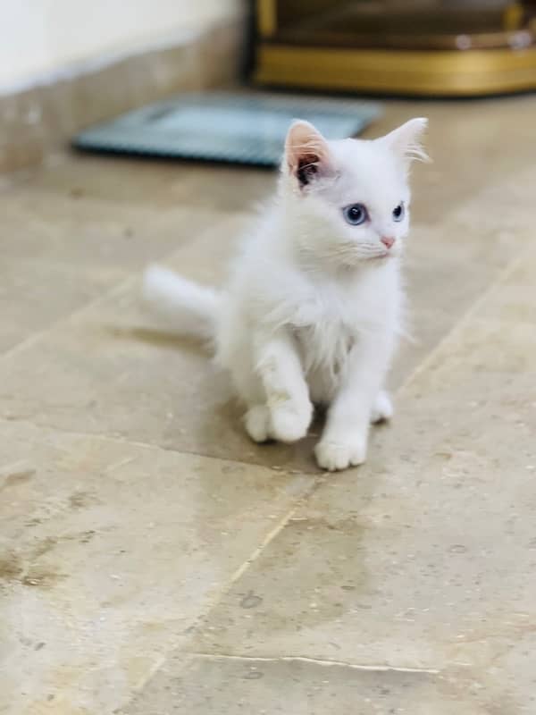 Persian Triple coated kitten cat 2