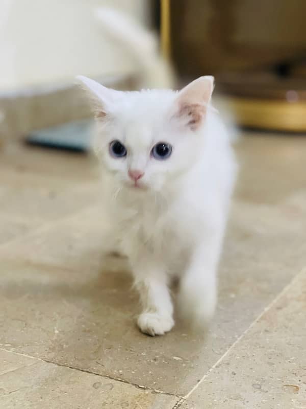 Persian Triple coated kitten cat 3