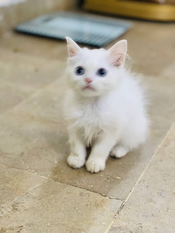 Persian Triple coated kitten cat 4