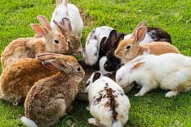 Rabbits For Sale