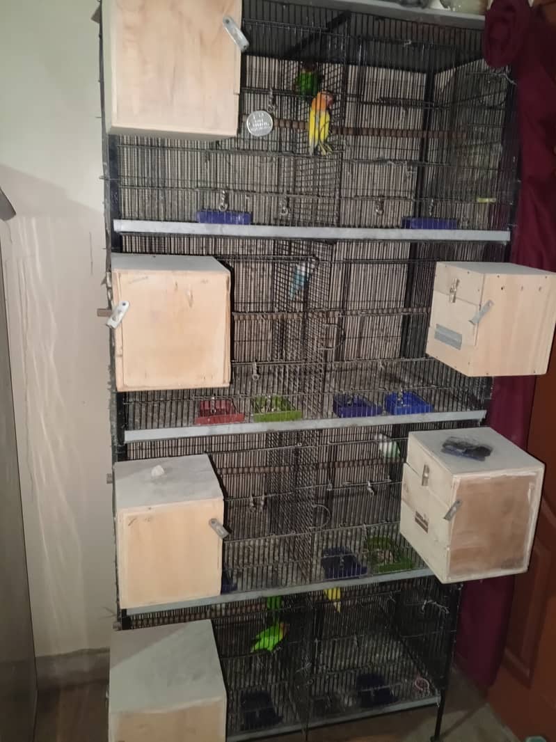 love birds full setup for sale 0