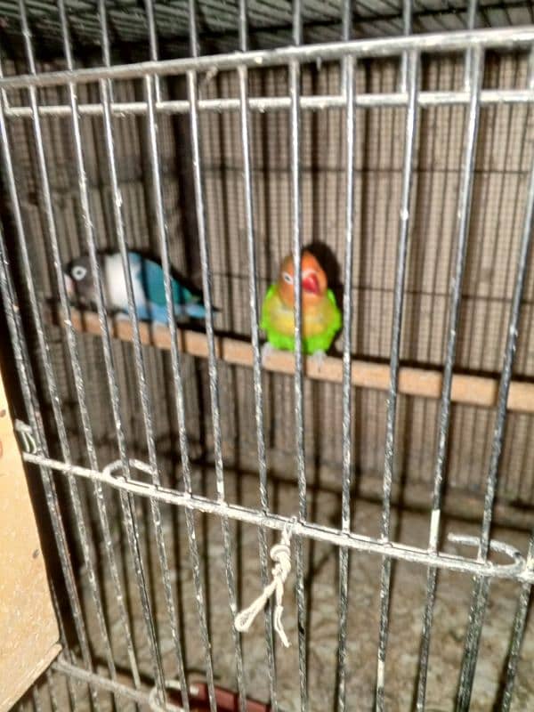 love birds full setup for sale 2