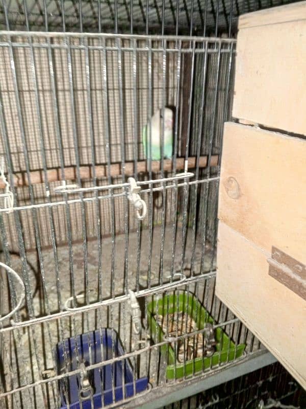 love birds full setup for sale 3