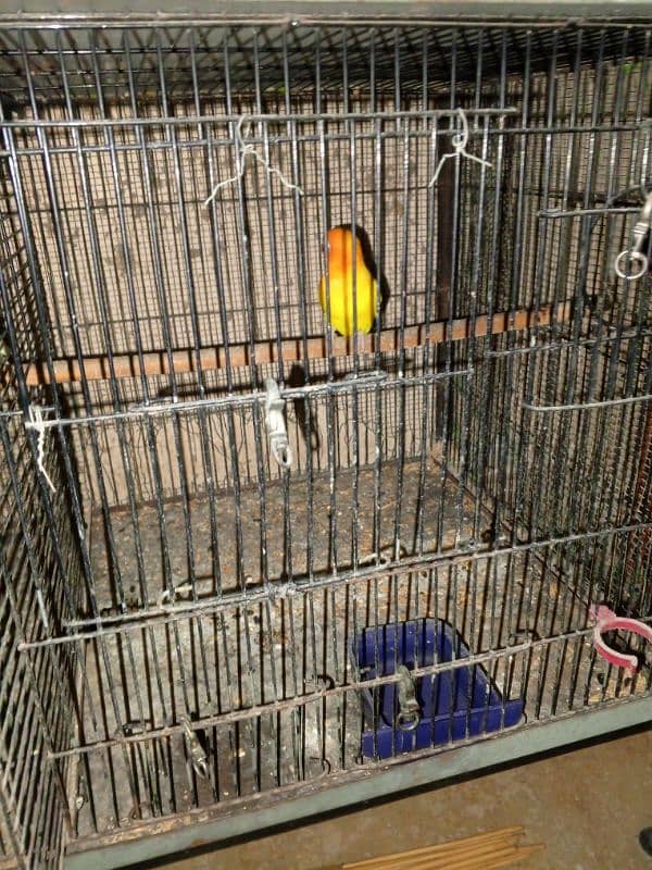 love birds full setup for sale 4