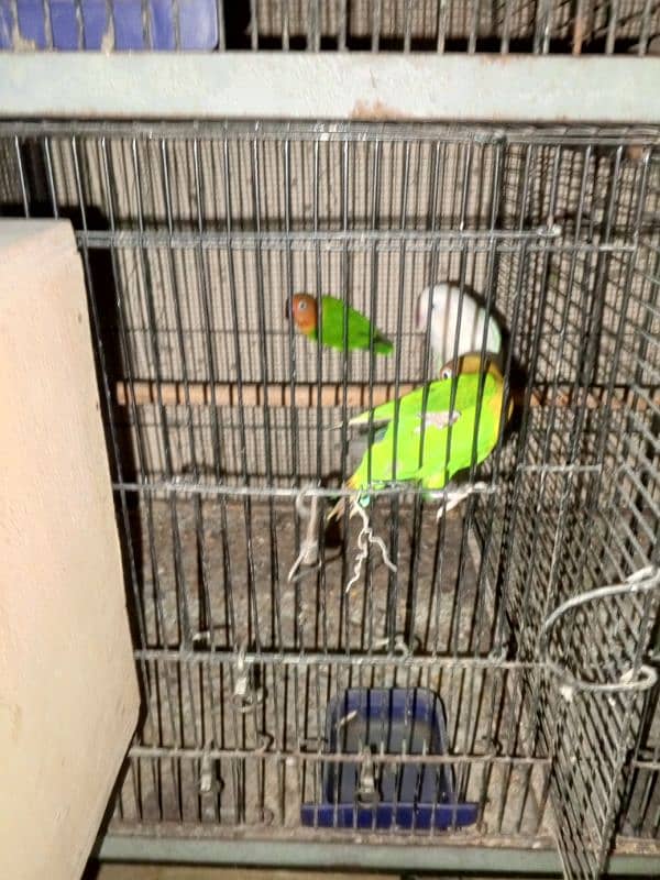 love birds full setup for sale 5