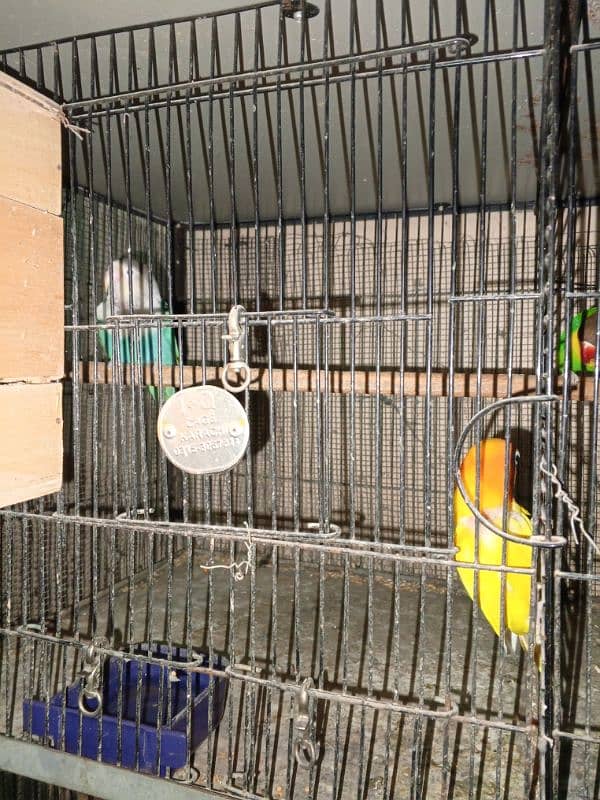 love birds full setup for sale 6