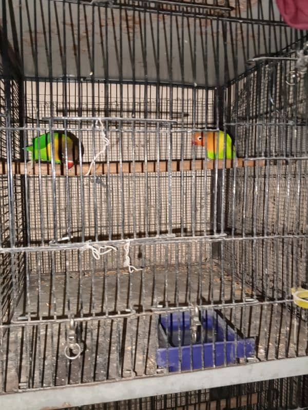 love birds full setup for sale 7